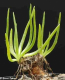 Talinum parviflorus (Талинум мелкоцветковый)