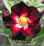 black-luna-6cm