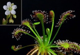 Drosera intermedia (Росянка промежуточная)