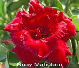 ruay-maholarn