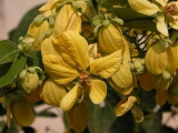 Cassia antillana