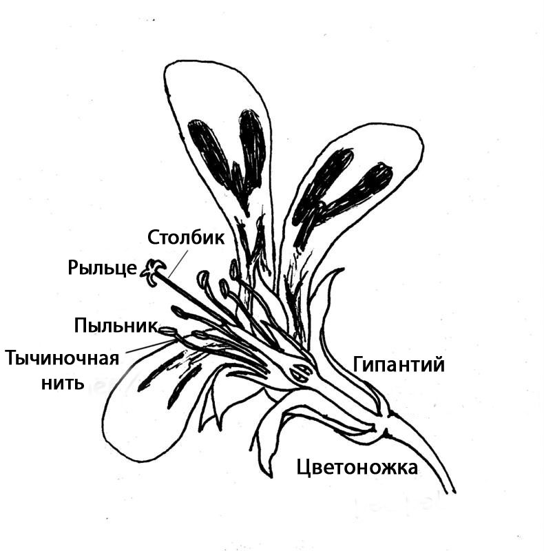pelargonium flower 2