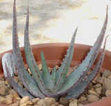 Семен алоэ Aloe chabaudii (Алоэ Чабод)