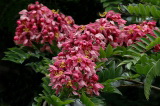 Cassia javanica (Кассия яванская)