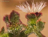 Mesembryanthemum crystallinum (Мезембриантенум хрустальный)