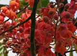 Cassia grandis (Кассия большая)