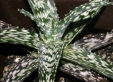 Aloe cv 'Snow Flake'