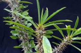 Euphorbia didiereoides