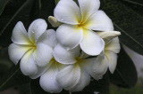 Plumeria alba (Плюмерия белая)