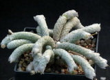 Avonia aff papyracea ssp namaensis, w Rooiberg