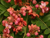 Cassia marginata (Кассия окаймленная )
