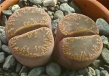 Lithops aucampiae ssp. a., Danielskuil, C366