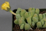Ceiridopsis verrucosa
