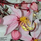 Cassia bakeriana (Кассия Бейкера)