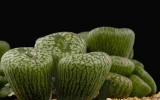 Conophytum ectypum ssp brownii, Ratelpoort