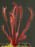 Drosera capensis, red form