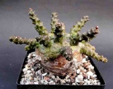 Euphorbia albipollinifera