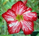 Adenium obesum 'Flower's Flower'