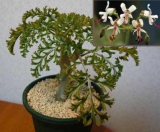 Pelargonium carnosum (Пеларгония мясистая)