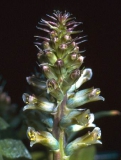 Lachenalia longibracteata (Лашеналия длинноприцветниковая)