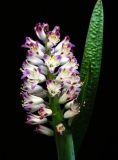 Lachenalia liliflora (Лашеналия лилиецветковая)