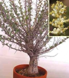 Fouquieria columnaris (Фукьерия колонновидная)