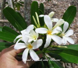 Plumeria cubensis (Плюмерия кубинская)