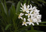 Plumeria stenophylla (Плюмерия узколистная)