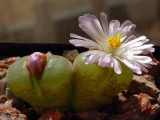 Conophytum praesectum, Tafelkop