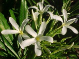 Plumeria obtusa var. sericifolia (Плюмерия шелковолистная)