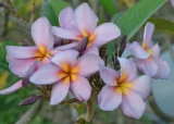 Plumeria rubra 'Purple Serendipity'
