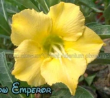 Adenium obesum 'Yellow Emperor'
